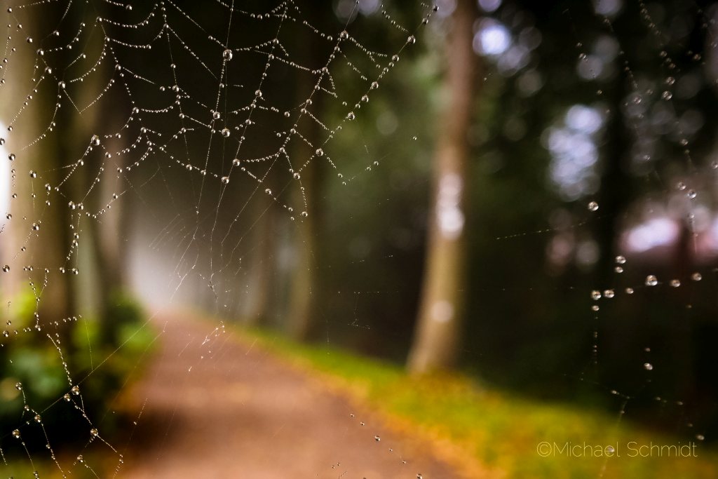Allee mit Spinnennetz